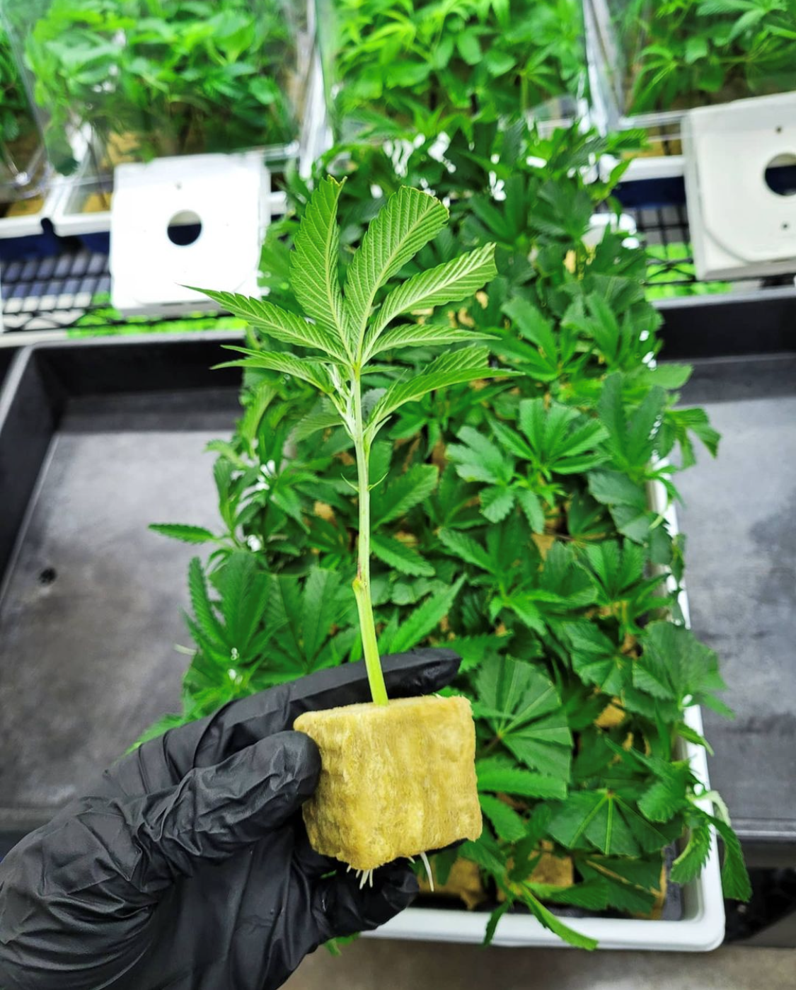 cloning4x4miniblock[1]